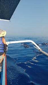 Guest See Dolphin