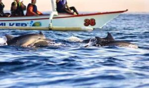 Exotic Dolphin