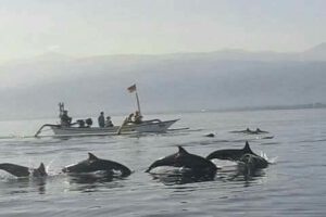 Fisher and Dolphin