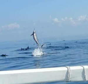 Jump Dolphin