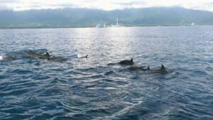 Calm Dolphin