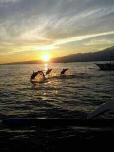 Sunset and Dolphin