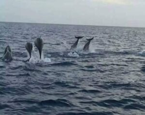 Best Dolphin