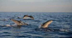 Many Dolphin Jump