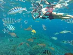 Fish and Snorkler
