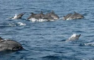 Dolphin
