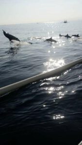 Jump Dolphin