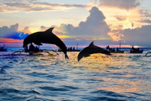 jump dolphin